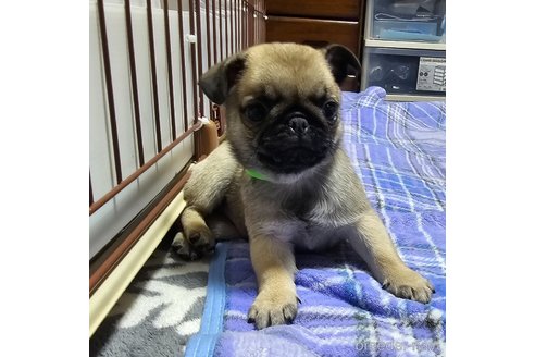 成約済の岡山県のパグ-304620の3枚目