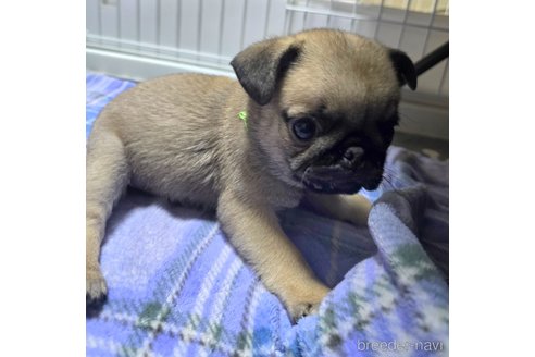 成約済の岡山県のパグ-304620の2枚目