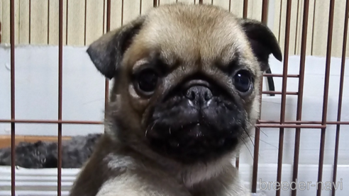 成約済の岡山県のパグ-304620の1枚目