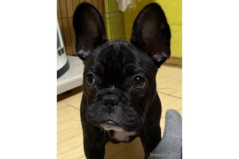 成約済の愛媛県のフレンチブルドッグ-302001の40枚目
