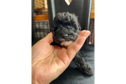成約済の埼玉県のタイニープードル-315053の16枚目