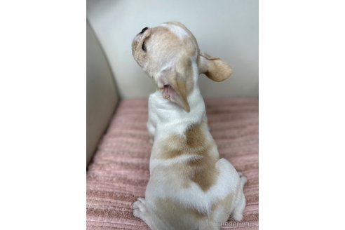 成約済の千葉県のフレンチブルドッグ-313152の6枚目