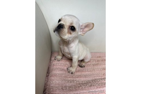 成約済の千葉県のフレンチブルドッグ-313155の4枚目