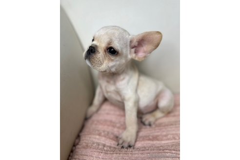 成約済の千葉県のフレンチブルドッグ-313155の5枚目