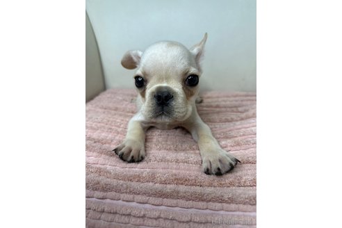 成約済の千葉県のフレンチブルドッグ-313155の2枚目
