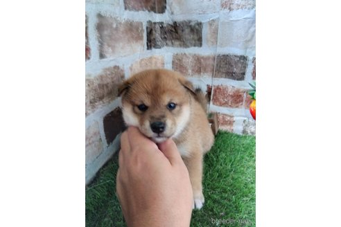 成約済の鹿児島県の柴犬-315112の2枚目