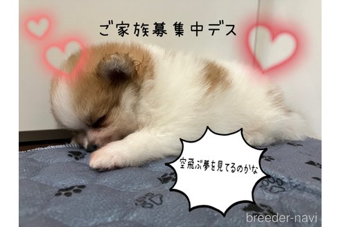 成約済の滋賀県のポメラニアン-309234の15枚目