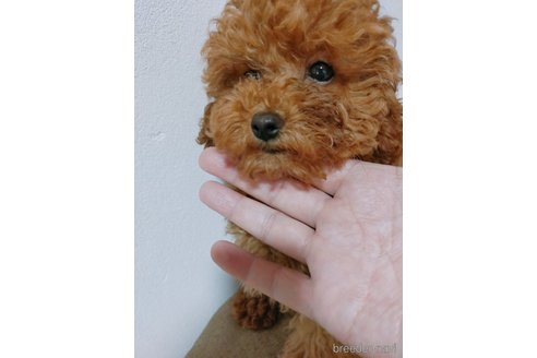 成約済の宮崎県のティーカッププードル-311641の1枚目