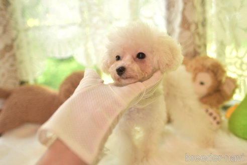 成約済の山梨県のティーカッププードル-285307の2枚目