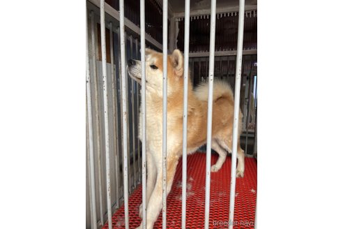 のの秋田犬-