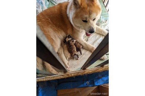 珠ちゃん1枚目