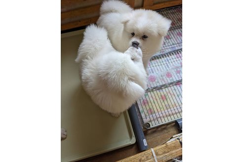 成約済の群馬県の秋田犬-315122の3枚目