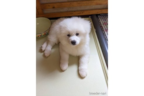 成約済の群馬県の秋田犬-315122の2枚目