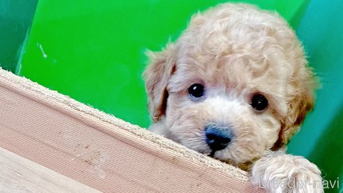 成約済の栃木県のトイプードル-315129の7枚目