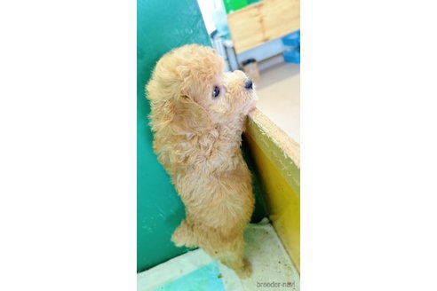 成約済の栃木県のトイプードル-315129の5枚目