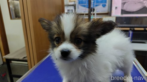 成約済の千葉県のパピヨン-307124の13枚目