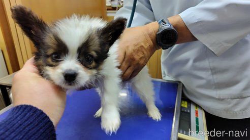 商談中の千葉県のパピヨン-307124の13枚目