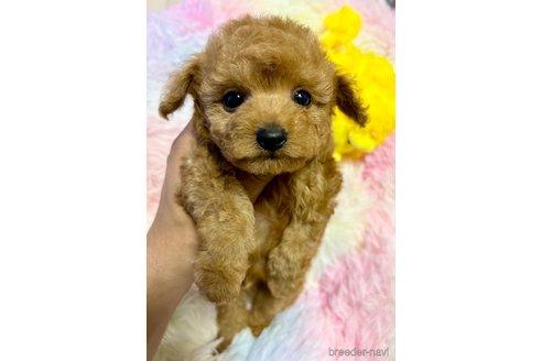 成約済の福岡県のティーカッププードル-315134の2枚目