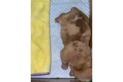 成約済の茨城県のエキゾチックブリー-315142の4枚目