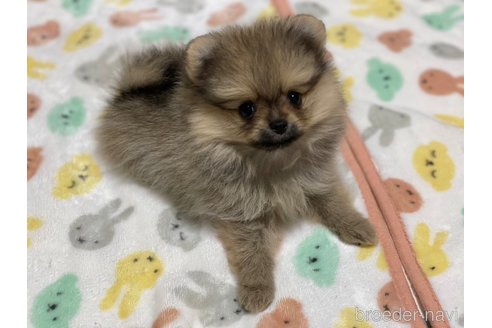 成約済の大阪府のポメラニアン-315144の3枚目