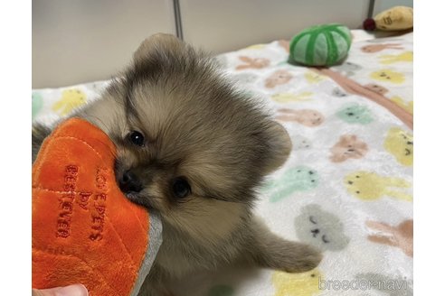 成約済の大阪府のポメラニアン-315144の2枚目