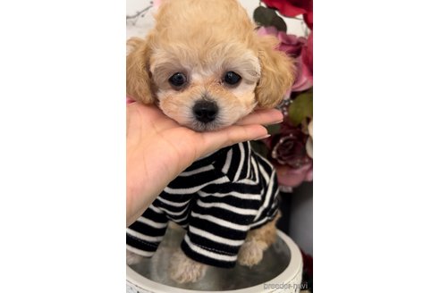 成約済の広島県のミックス犬-315154の3枚目