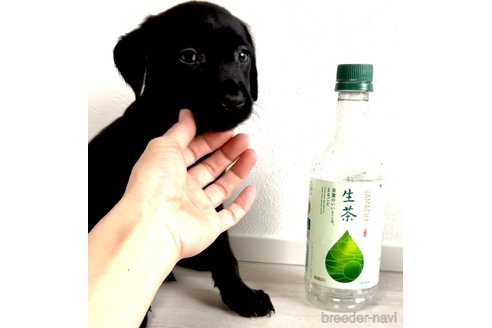 成約済の奈良県のラブラドールレトリーバー-306382の3枚目