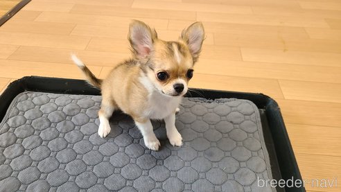 成約済の愛知県のチワワ(ロングコート)-301032の8枚目