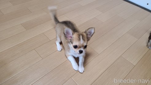 成約済の愛知県のチワワ(ロングコート)-301032の7枚目