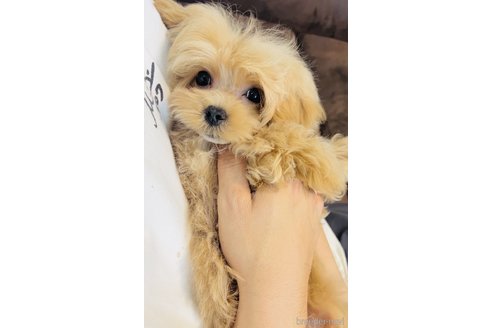 成約済の福岡県のマルプー:マルチーズ×トイプードル-298560の1枚目