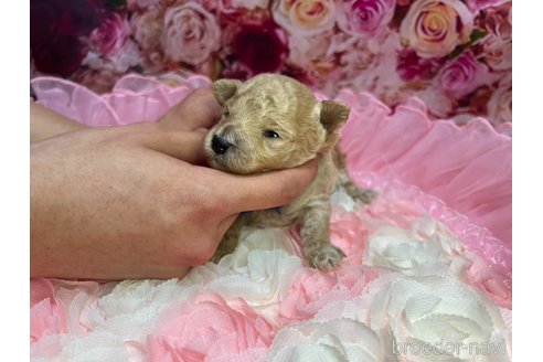 成約済の広島県のトイプードル-315202の17枚目