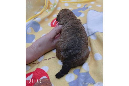 成約済の岐阜県のミニチュアプードル-315205の5枚目