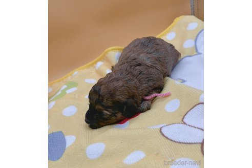 成約済の岐阜県のミニチュアプードル-315205の4枚目