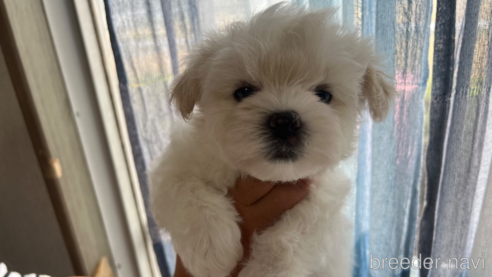 成約済の滋賀県のミックス犬-311398の1枚目