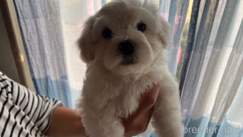 成約済の滋賀県のミックス犬-311395の1枚目
