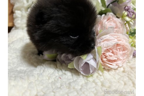 成約済の千葉県のポメラニアン-314121の7枚目