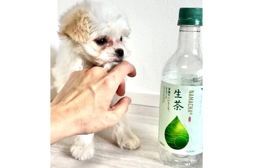 成約済の奈良県のマルプー:マルチーズ×トイプードル-314238の8枚目