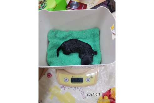 成約済の大阪府のタイニープードル-315222の7枚目