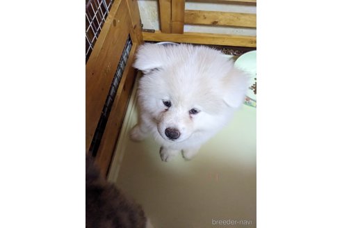 成約済の群馬県の秋田犬-315236の4枚目