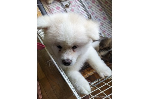 成約済の群馬県の秋田犬-315236の3枚目