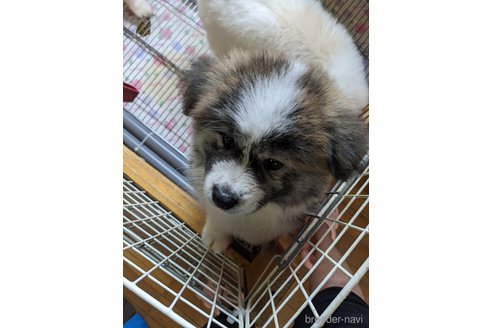 成約済の群馬県の秋田犬-315238の7枚目