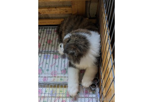 成約済の群馬県の秋田犬-315238の6枚目