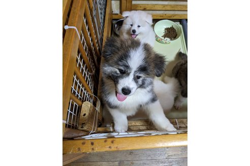 成約済の群馬県の秋田犬-315238の5枚目