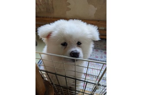 成約済の群馬県の秋田犬-315236の2枚目