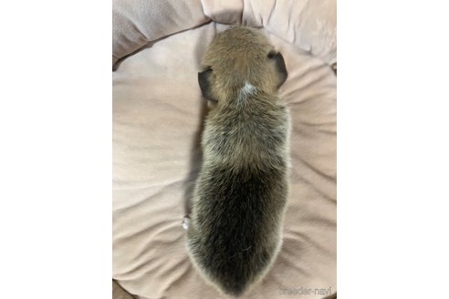 成約済の埼玉県のウェルシュコーギーペンブローク-315260の2枚目