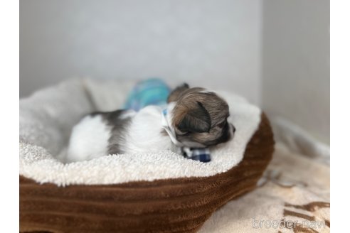 成約済の福岡県のチワワ(ロングコート)-315264の2枚目