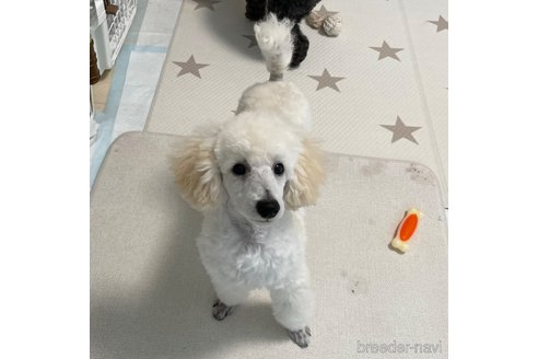 成約済の長野県のトイプードル-299497の2枚目