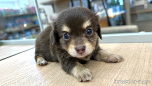 成約済の愛知県のチワックス:チワワ×ミニチュアダックスフンド-315278の3枚目