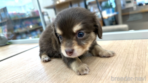 成約済の愛知県のチワックス:チワワ×ミニチュアダックスフンド-315278の2枚目