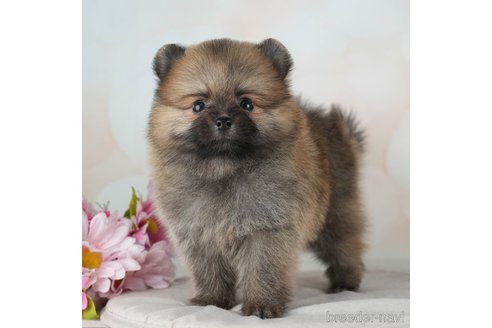 成約済の千葉県のポメラニアン-315284の1枚目